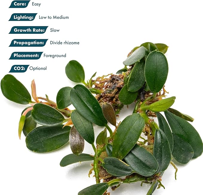 SubstrateSource Bucephalandra Brownie Phoenix Live Aquarium Plant - Natural Freshwater Fish Tank Decorations, Aquatic Decor (Plant (10-15 Leaves))