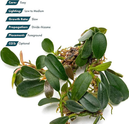 SubstrateSource Bucephalandra Brownie Phoenix Live Aquarium Plant - Natural Freshwater Fish Tank Decorations, Aquatic Decor (Small Clump (3-5 Plants))