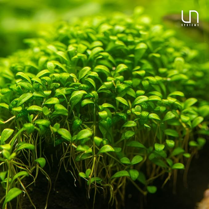 Ultum Nature Systems Glossostigma Elatinoides Tissue Culture Live Plant for Aquarium, Aquascape, Freshwater Fish Tanks - 100% Snail Free in Vitro