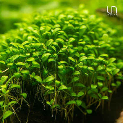 Ultum Nature Systems Glossostigma Elatinoides Tissue Culture Live Plant for Aquarium, Aquascape, Freshwater Fish Tanks - 100% Snail Free in Vitro