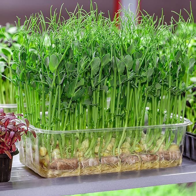 Halatool 20PCS Jute Grow Mat,Hemp Mats for Growing Microgreens 10" X 10" Hydroponic Grow Pads for Micro Greens Growing Trays,Indoor Sprouting kit for Wheatgrass Sprouts