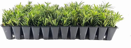 Dwarf Podocarpus Macrophyllus Pringles - 3 Live Plants - Dense Evergreen Low Hedge or Bonsai