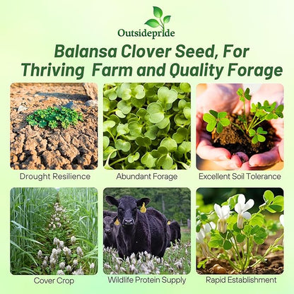 Outsidepride Fixation Balansa Clover Seeds for Lawn - 10 lbs. Coated & Inoculated, Cold Season, Drought Tolerant Cover Crop Seeds, Ideal for Erosion Control, Pasture, & Pollinator-Friendly Garden