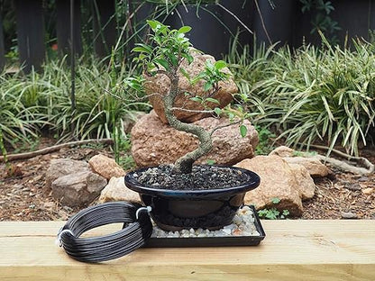 Bronze-1.0mm/18gauge -Anodized Aluminum Bonsai Training Wire 250g Large Roll,Many Size to Choose,KSVZS Bendable Metal Wire for Crafts,Sculpting,Armature and Daily Use,Necessities for Family