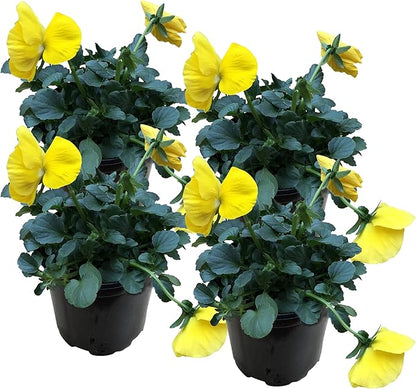 Live Healthy Flowering Pansies - Yellow (4 Plants Per Pack), Beautiful Winter Color, 6" Tall by 4" Wide in 1 Pint Square Pot