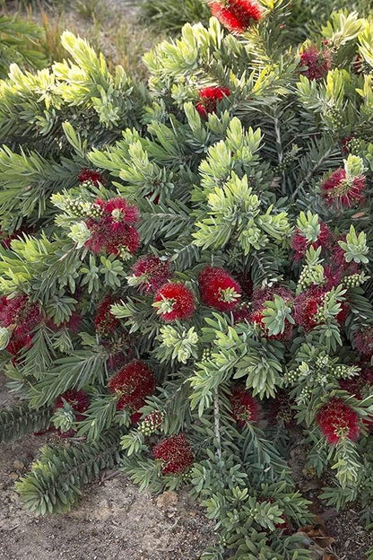 Little John Dwarf Bottlebrush | 10 Live Plants | Callistemon | Compact Blooming Shrub | Attracts Hummingbirds and Butterflies