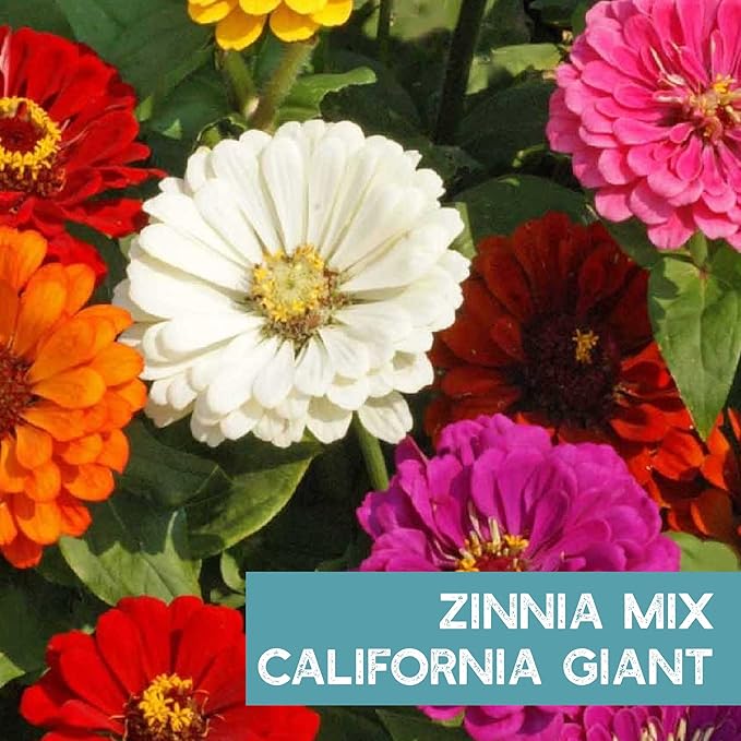 Zinnia Flower ~ 3000 Seeds California Giant Mix & Lilliput Semi-Dwarf Mix – Heirloom, Non-GMO Annuals – Colorful Blooms for Pollinators & Cut Flowers – Easy to Grow, Heat & Drought Tolerant