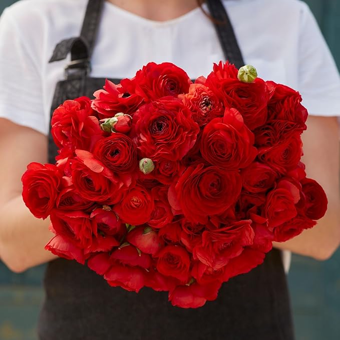 Ranunculus Bulbs - Red - 100 Bulbs - Red Flower Bulbs, Corm Attracts Bees, Attracts Pollinators, Easy to Maintain & Grow, Fragrant, Container Garden