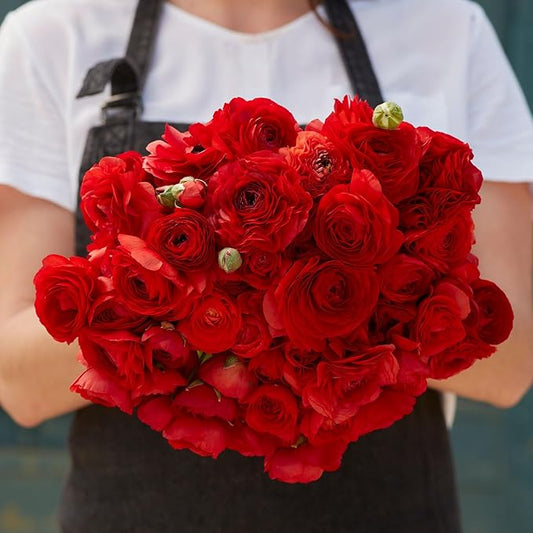 Ranunculus Bulbs - Red - 40 Bulbs - Red Flower Bulbs, Corm Attracts Bees, Attracts Pollinators, Easy to Maintain & Grow, Fragrant, Container Garden