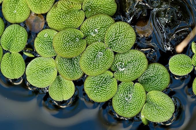 50 Water Spangles (Salvinia Minima) Live Floating Plants for Aquarium or Pond by TMDFishKeeping
