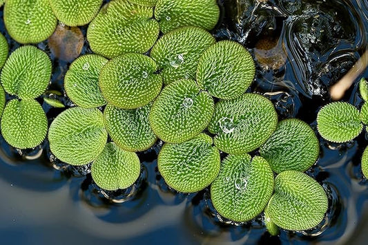 50 Water Spangles (Salvinia Minima) Live Floating Plants for Aquarium or Pond by TMDFishKeeping