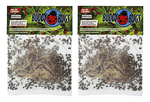 3,000 Live Ladybugs – Natural Aphid Control | Pre-Fed Hippodamia Convergens | Guaranteed Live Arrival