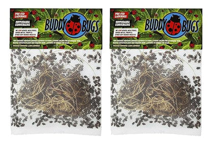 3,000 Live Ladybugs – Natural Aphid Control | Pre-Fed Hippodamia Convergens | Guaranteed Live Arrival