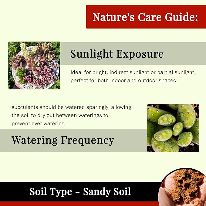 Live Succulents Plants Mystery Pack - Variety of Well Rooted Plants in 2 Inch Pots - Real, Small, Assorted Houseplants for Indoor, DIY, Home Decor, Wedding, or Birthday Gifts (4 Pack)