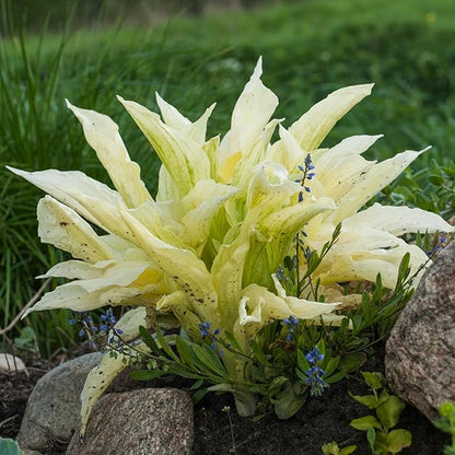 2pk White Feather Hosta Bare Roots - Perennial Cream & Green Foliage, Low-Maintenance Plant