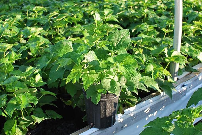 Perennial Farm Anemone x Hybrida 'Whirlwind' – Live Windflower in #1 Container, Semi-Double White Blooms, Long Blooming, Deer Resistant, Great for Borders, Shade Gardens & Pollinator Habitats