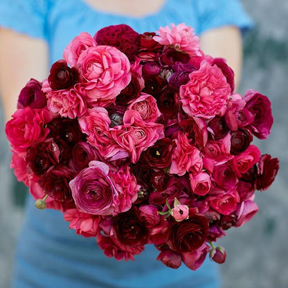 Eden Brothers Ranunculus Bulbs - Vineyard Mix