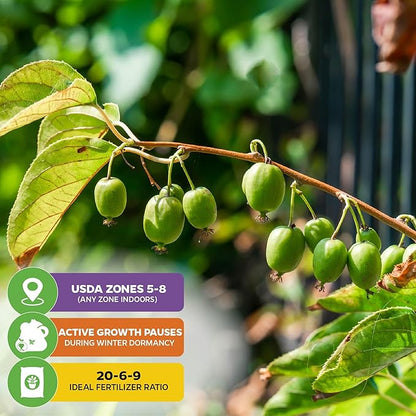 Issai Kiwi Vine Live Plant - Actinidia arguta by Wellspring Garden - Hardy Kiwi Fruit Trees Live Plant - Thriving Fruit Tree Starter for Your Garden - Starter Plant