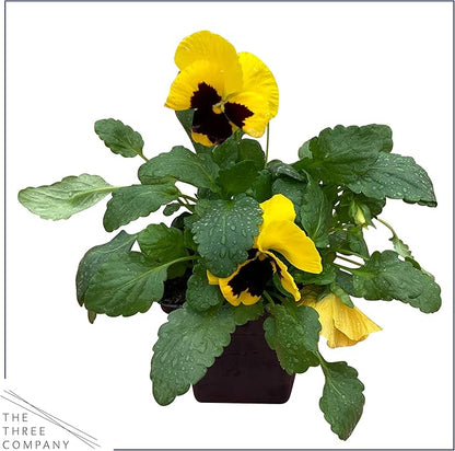 Live Healthy Flowering Pansies - Yellow Blotch (4 Plants Per Pack), Beautiful Fall Color, 6" Tall by 4" Wide in 1 Pint Square Pot