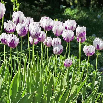 Blueberry Swirl Tulip Flowers - 20 Bulbs | Vibrant Purple & White Perennial Blooms | Dramatic Spring Tulips for Garden & Cut Flowers | Pollinator Friendly | USDA Zones 3–8
