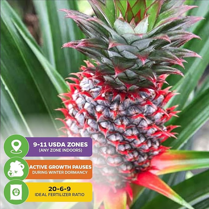 Florida Special Pineapple Live Plant - Ananas Comosus - Wellspring Gardens Starter Plant - Ideal Pineapple Plant Live Easy to Grow Starter Plant Great for Outdoor and Patio Planting Growth Potential