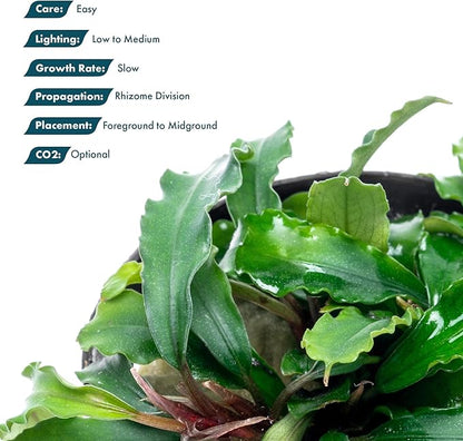 SubstrateSource Live Plants - Bucephalandra Theia - Low Light, Green, Red, Purple Accent for Foreground to Midground Freshwater Aquarium Aquascaping - Pot