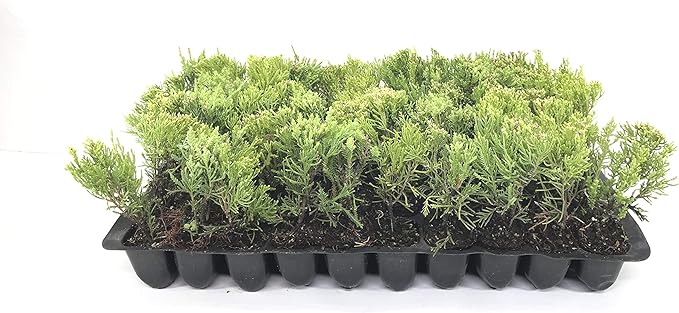Sea Green Juniper - 40 Live Plants - Juniperus Chinensis - Hardy Evergreen Privacy Screen