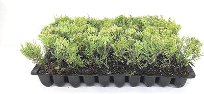 Sea Green Juniper - 40 Live Plants - Juniperus Chinensis - Hardy Evergreen Privacy Screen