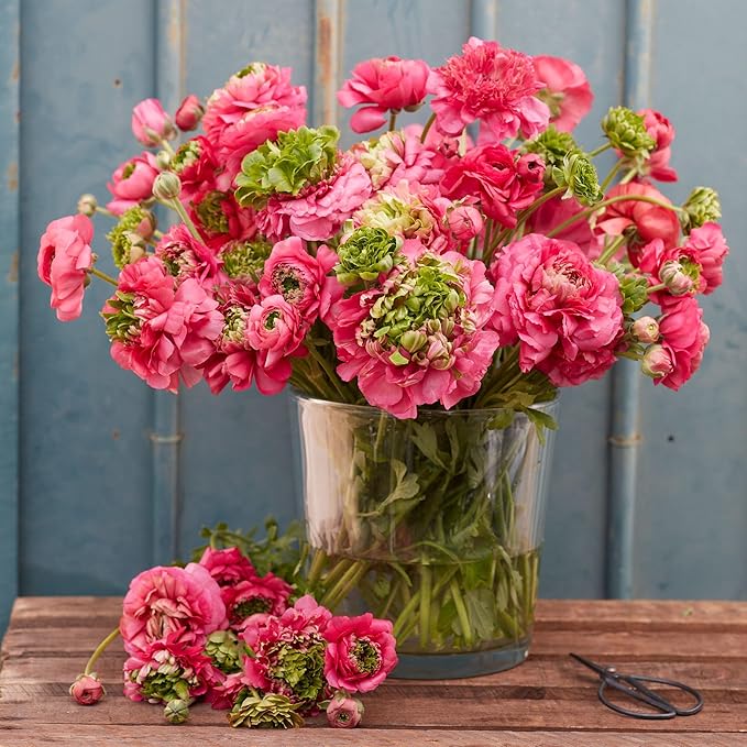 Eden Brothers Ranunculus Bulbs - Super Green Rose