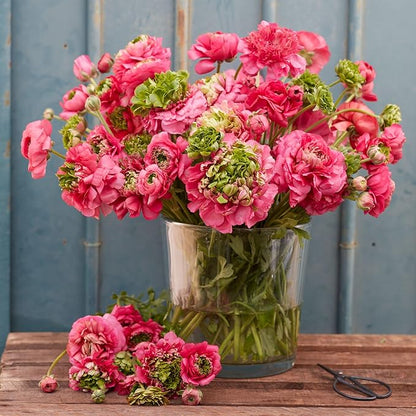 Eden Brothers Ranunculus Bulbs - Super Green Rose