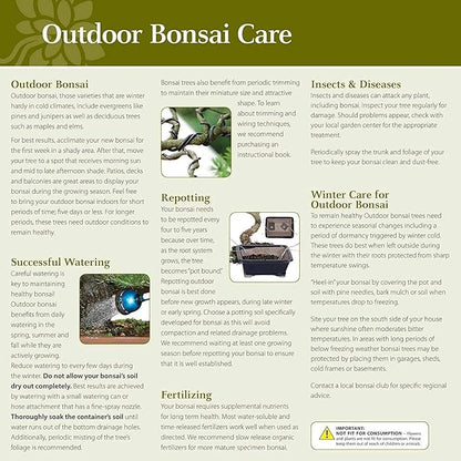 Brussel's Bonsai Live Chinese Elm Bonsai Tree, Outdoor - Medium, 7 Years Old, 8 to 10 inches Tall - Includes Ceramic Bonsai Pot and Humidity Tray