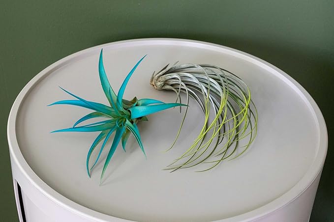 Purple Colorful Tillandsia Air Plants - Long Lasting Color Enhanced Live Tillandsia Succulent House Plants - Home and Garden Decor - Easy Care Indoor and Outdoor (Argentea Thin, Single)