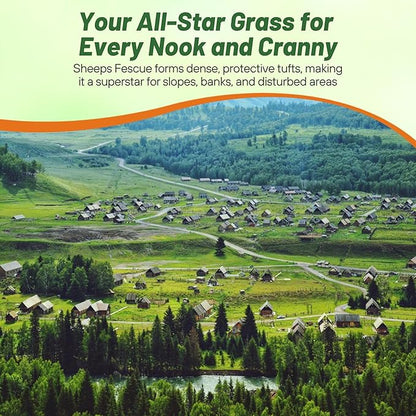 Outsidepride Sheeps Fine Fescue Grass Seed - 25 Lbs. Perennial Heat & Drought Tolerant Dense Green, Traffic-Resistant Turf for Shaded Environments w/OptiGrowth Coating for Seed Enhancement