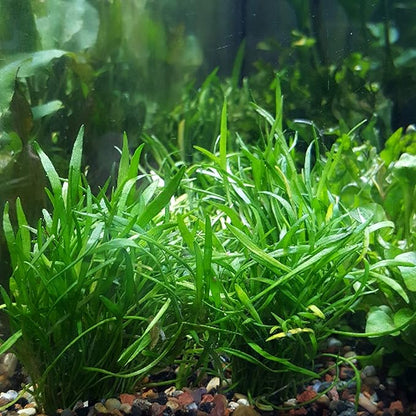 30+ Stems Package Starter Beginner Set Live Aquarium Plants Java Moss, Micro Sword, Rosette Amazon Sword, Anubias, Java Fern and More by Mainam