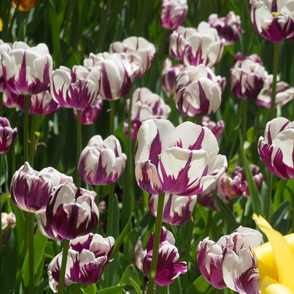 Blueberry Swirl Tulip Flowers - 20 Bulbs | Vibrant Purple & White Perennial Blooms | Dramatic Spring Tulips for Garden & Cut Flowers | Pollinator Friendly | USDA Zones 3–8