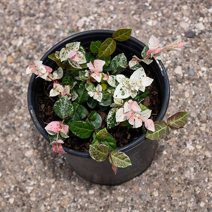 American Plant Exchange Snow & Summer Jasmine – 6-Inch with Pot – Live Fragrant Flowering Climbing Vine, Ideal for Trellises, Garden Beds, or Patio Decor