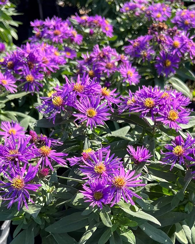 Perennial Farm Aster Novae-Angliae 'Purple Dome' – Live Dwarf New England Perennial in #1 Container, Compact Habit with Violet-Purple Blooms, Late Season, Pollinator Friendly, Ideal for Borders & Beds