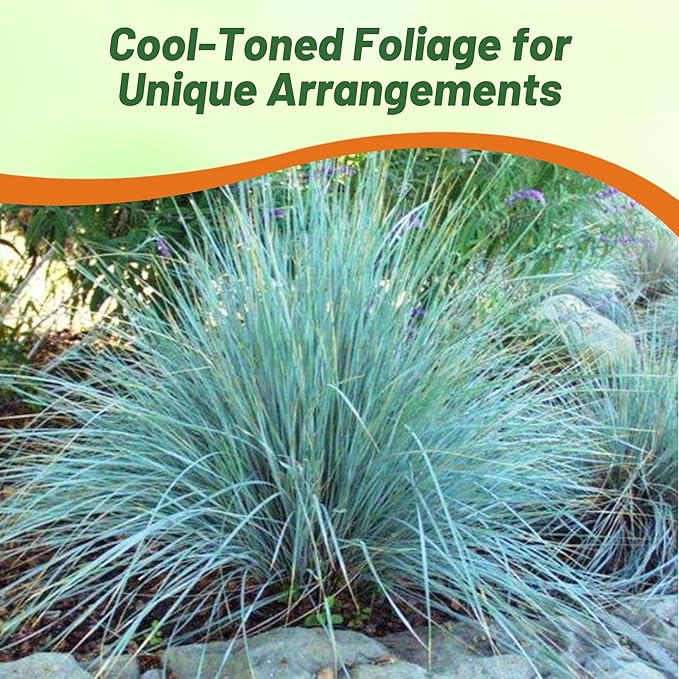 Outsidepride 500 Seeds Perennial Eragrostis Elliotii Blue Eros Ornamental Love Grass Seed for Planting