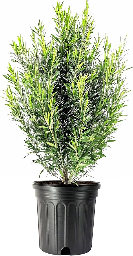 Podocarpus Japanese Yew | 2 Extra Large 3 Gallon Plants | Podocarpus Macrophyllus | Evergreen Shrub, Low Maintenance, Drought Tolerant, Privacy Screen Landscaping, Fast Growing, Ornamental Foliage