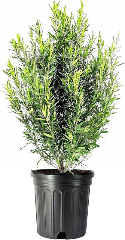 Podocarpus Japanese Yew | 3 Extra Large 3 Gallon Plants | Podocarpus Macrophyllus | Evergreen Shrub, Low Maintenance, Drought Tolerant, Privacy Screen Landscaping, Fast Growing, Ornamental Foliage