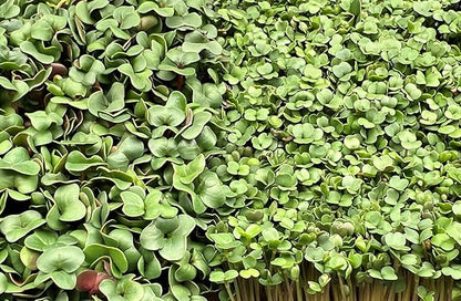 All-Natural Hemp Mat for Growing Microgreens 10" x 20" – Water Retention, High Germination, Ideal for Microgreens, Sprouts & Wheatgrass – Premium Hemp Fiber Grow Pads for Optimal Plant Health(10 Pack)