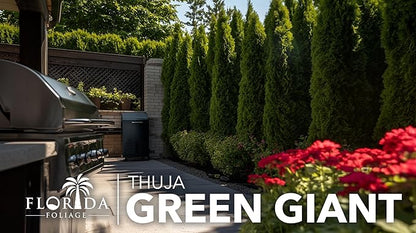 Thuja Green Giant | 3 Large Gallon Size Trees | Thuja standishii x plicata | Fast Growing Privacy Screen | Evergreen Landscape Plants for Borders