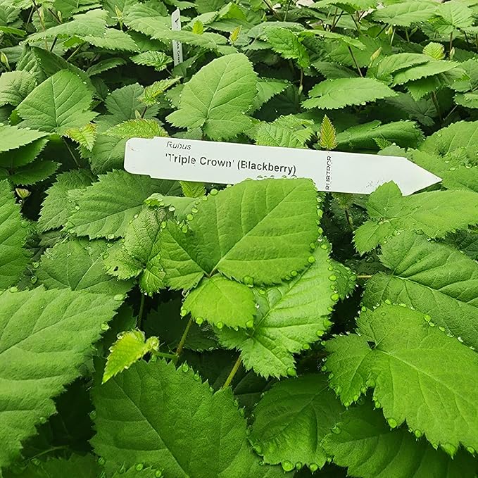 BlackBerry Plants Triple Crown Live for Sale (4 Pack) | Easy to Grow Plants | Edible Fruit Plant for Sustainable Living | Grow Your own Food on Your Edible Organic Garden| Live for Planting|