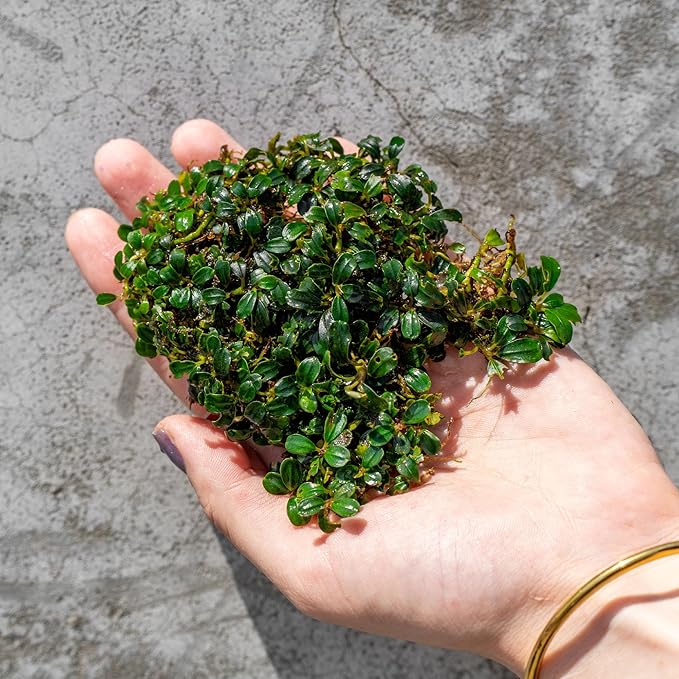 SubstrateSource Bucephalandra Lamandau Mini Purple Live Aquarium Plant - Natural Freshwater Fish Tank Decorations and Aquatic Decor (Plant (10-15 Leaves))