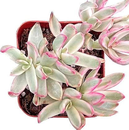 Sprout N Green Crassula rubricaulis Candy Cane, Live Succulent Fully Rooted in 2 inch Starter Pot, House Plant for Indoor Outdoor Home Office Wedding Decoration Party Favor