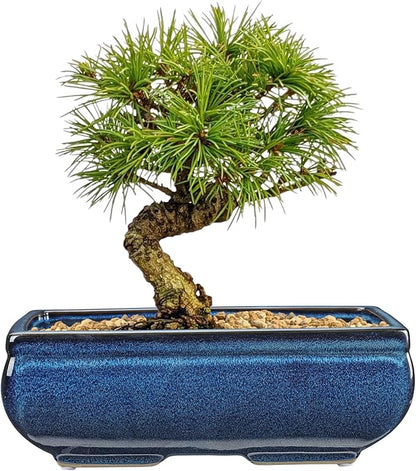 Set of 2 Blue Glazed Ceramic Bonsai Pots, 9.8" & 7.4" Rectangular Bonsai Pots Planters with Drainage for Indoor/Outdoor Plants, Shallow Bonzie Tree Pot for Succulents, Cacti, Orchids, Herbs, Flowers