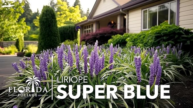 Super Blue Liriope Muscari - 40 Live Plants - Evergreen Ground Cover Grass