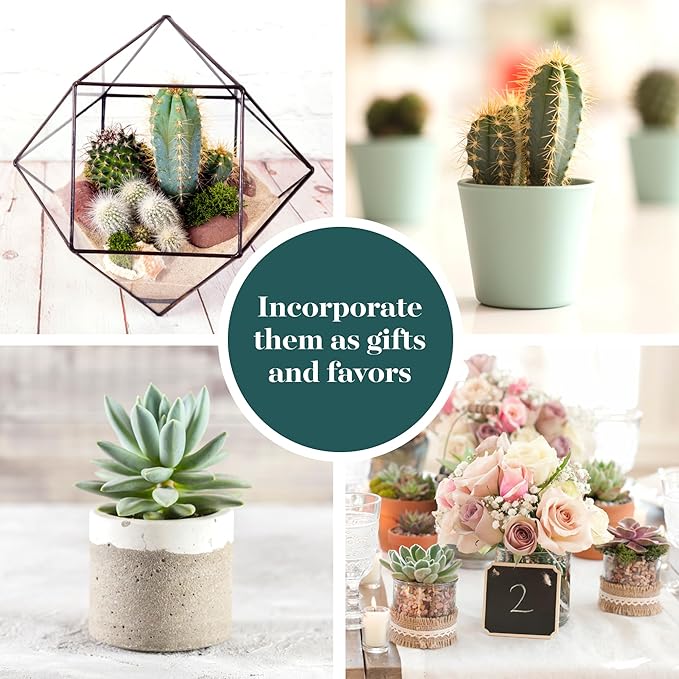 Shop Succulents Premium Live Mini Cactus and Succulent Plants in 2" Pots, Easy Care Indoor or Outdoor Gardening, Terrariums, Favors, & Contemporary Spaces with Hardy, Resilient Varieties, Pack of 64