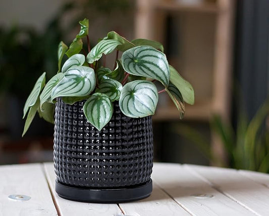 D'vine Dev 6 Inch Ceramic Beaded Stoneware Planter Pot - Flower Pot with Drainage Holes and Saucers for Indoor Succulent Plants or Flowers, Glossy Black, 27-C-X-2