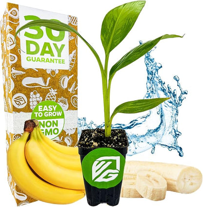 Dwarf Cavendish Banana Plant Live Tree - Musa by Wellspring Gardens – Starter Plant for Indoor and Outdoor Ambiance - Compact Size